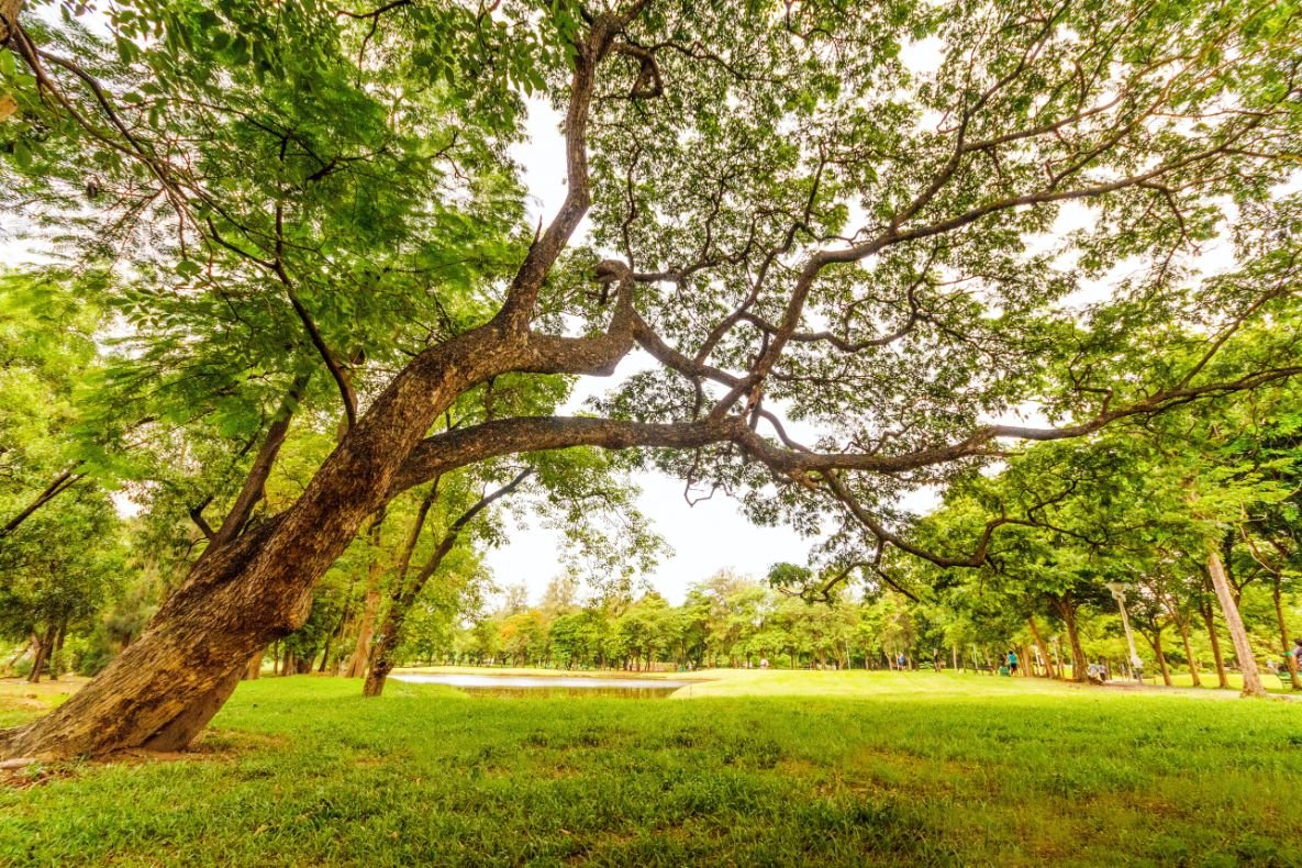 Homem atingido por galho de árvore no Parque Ibirapuera será indenizado pela Prefeitura